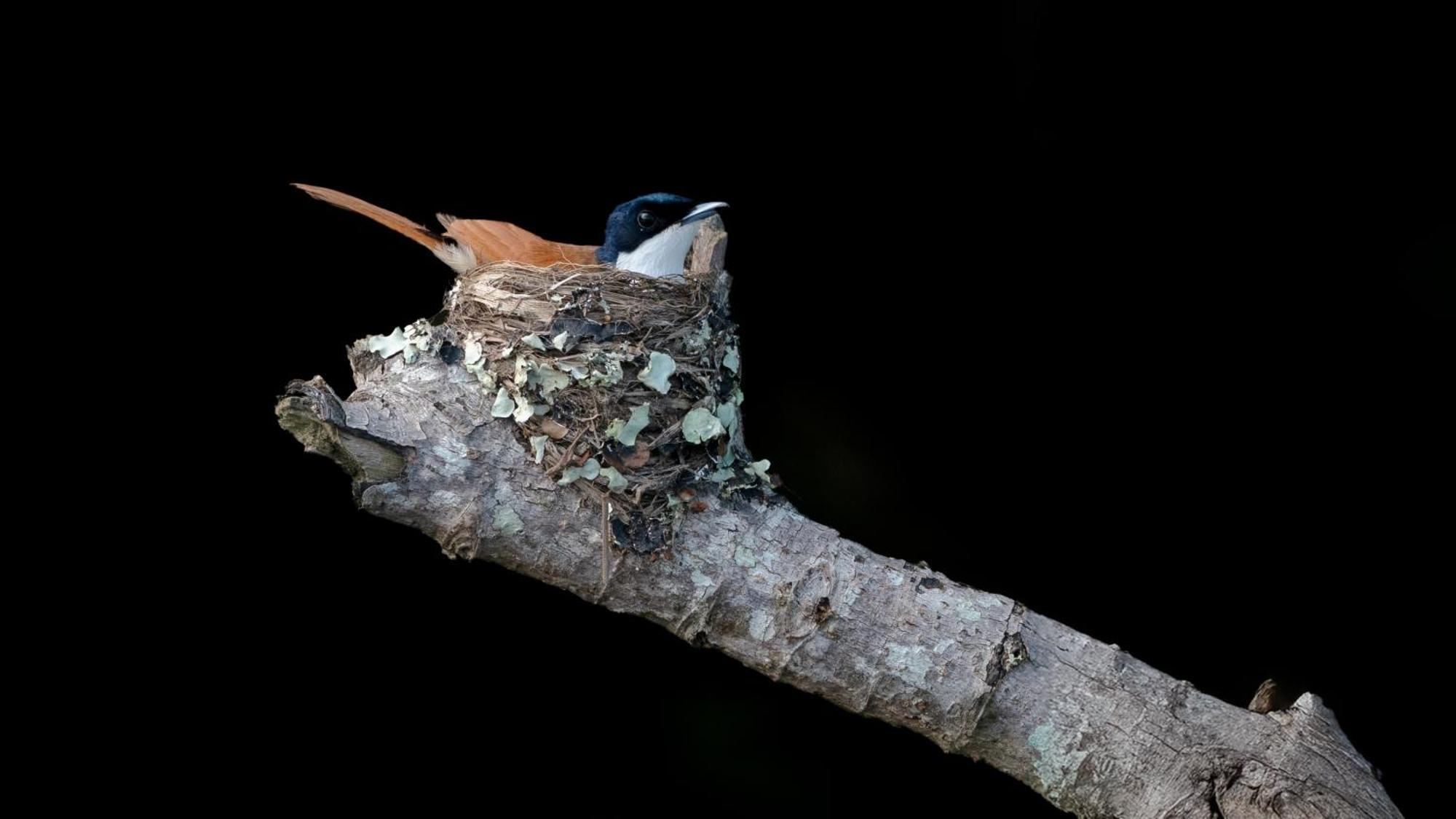 Daintree Riverview Lodges Buitenkant foto