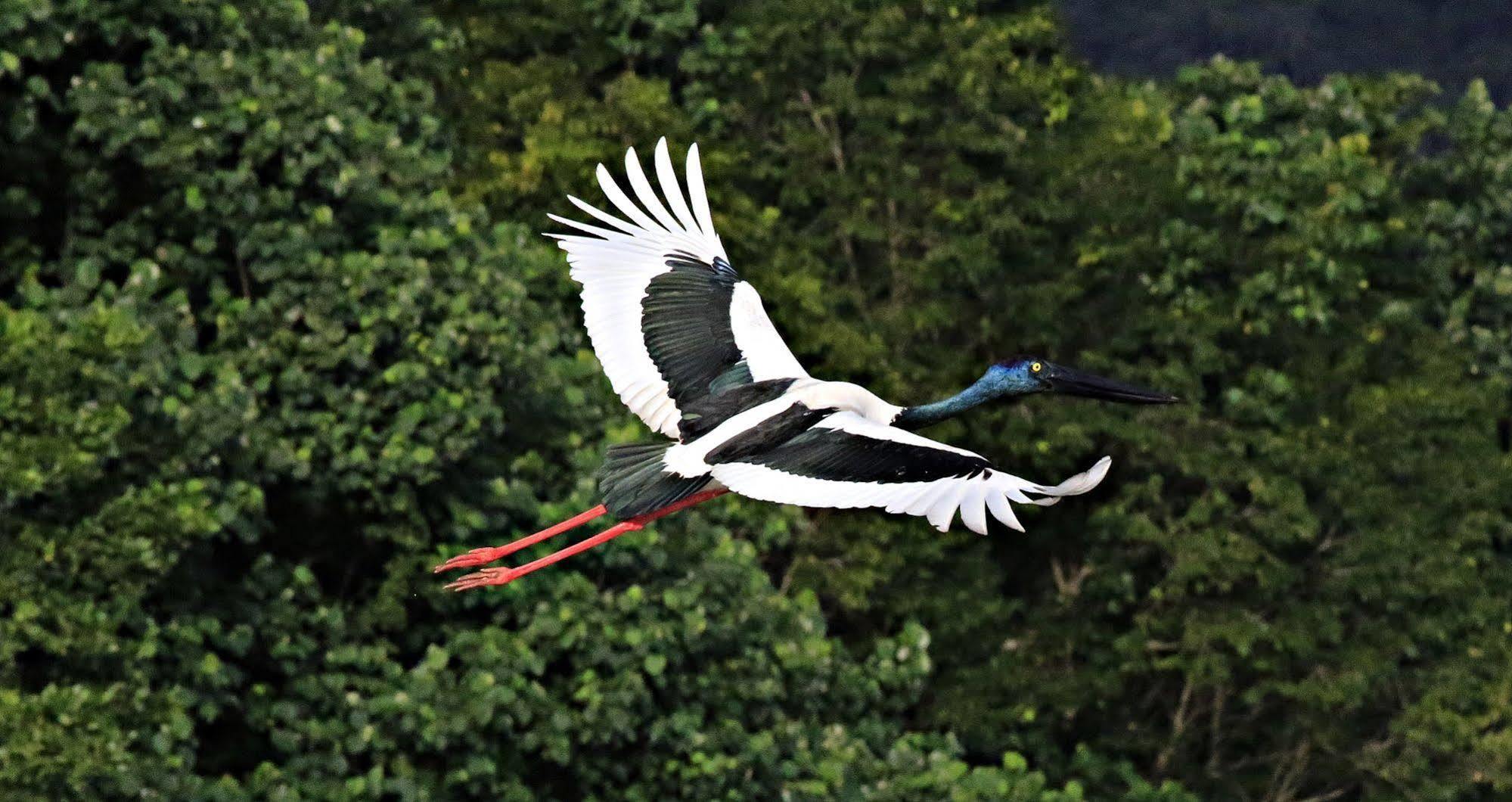 Daintree Riverview Lodges Buitenkant foto